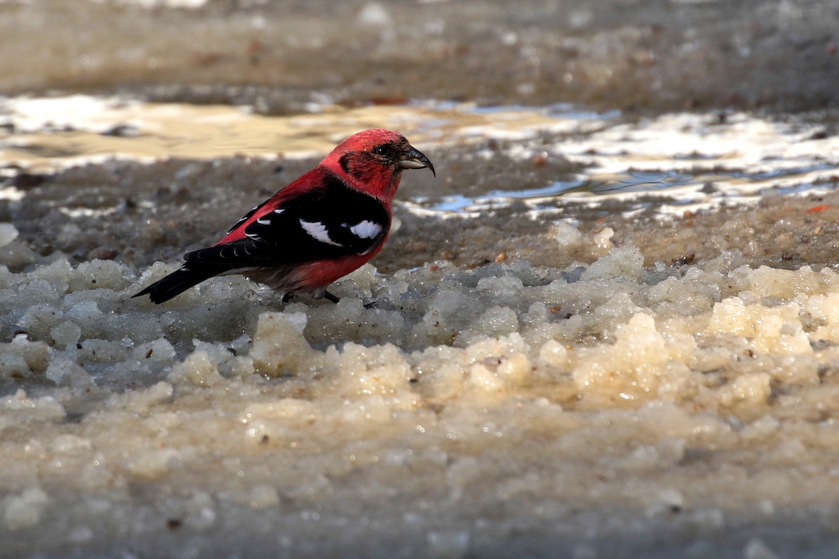 White-winged Crossbill - ML615426331