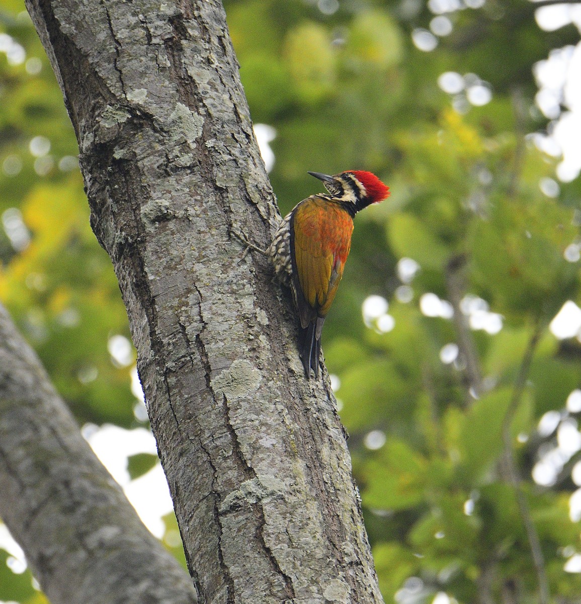 Himalayan Flameback - ML615426389