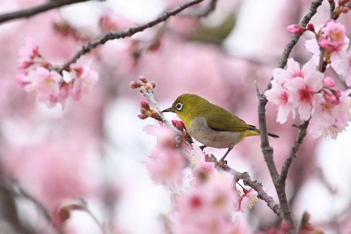 Swinhoe's White-eye - ML615426417