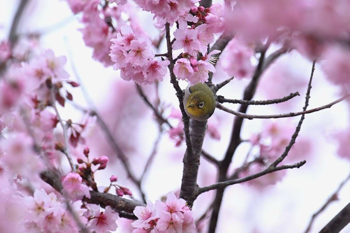 Swinhoe's White-eye - ML615426421