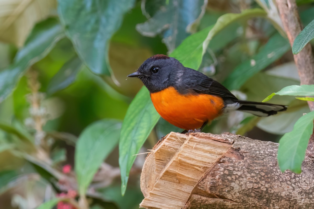 Slate-throated Redstart - ML615426431