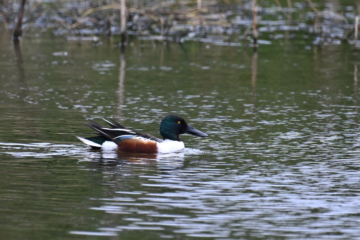 Northern Shoveler - ML615426434