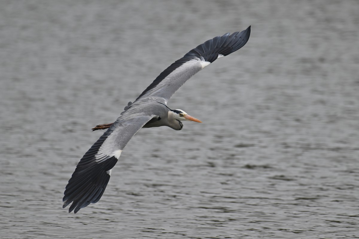 Gray Heron - ML615426437