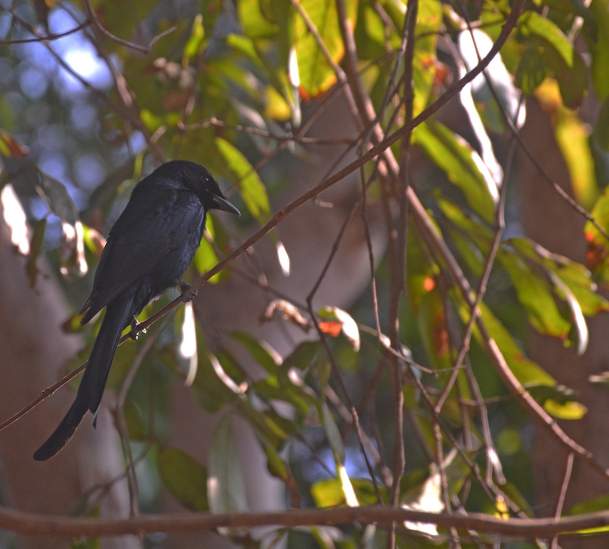 drongo černý - ML615426439