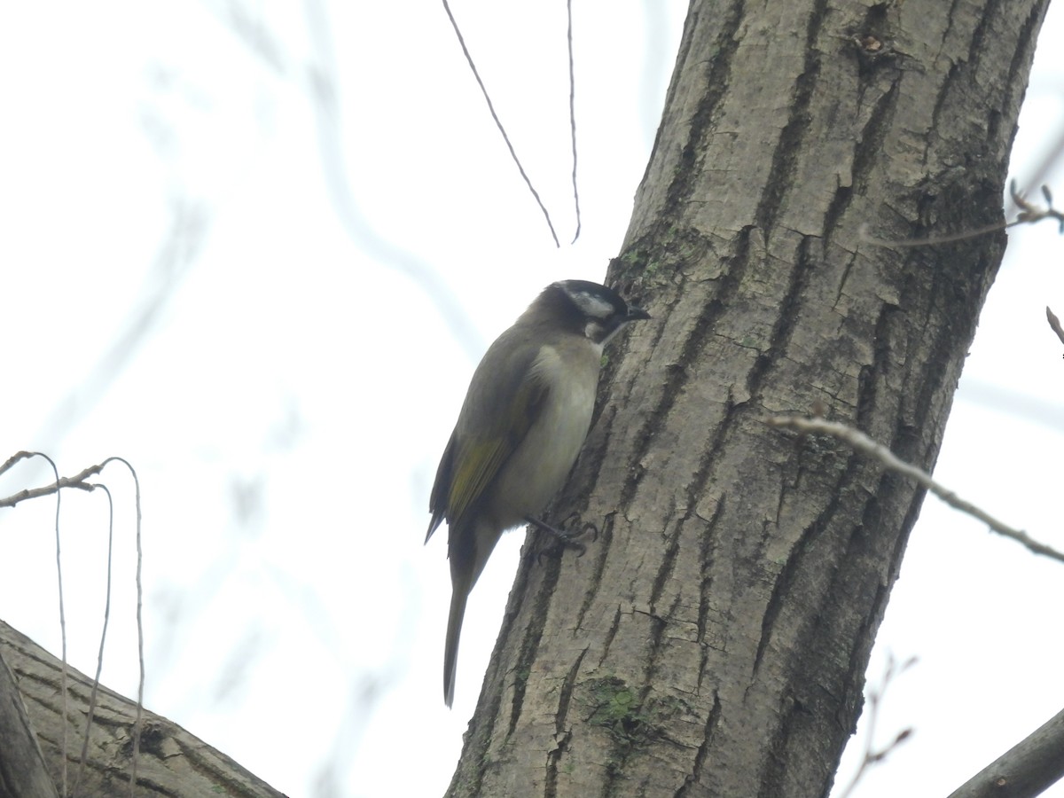 Light-vented Bulbul - Mike Coulson