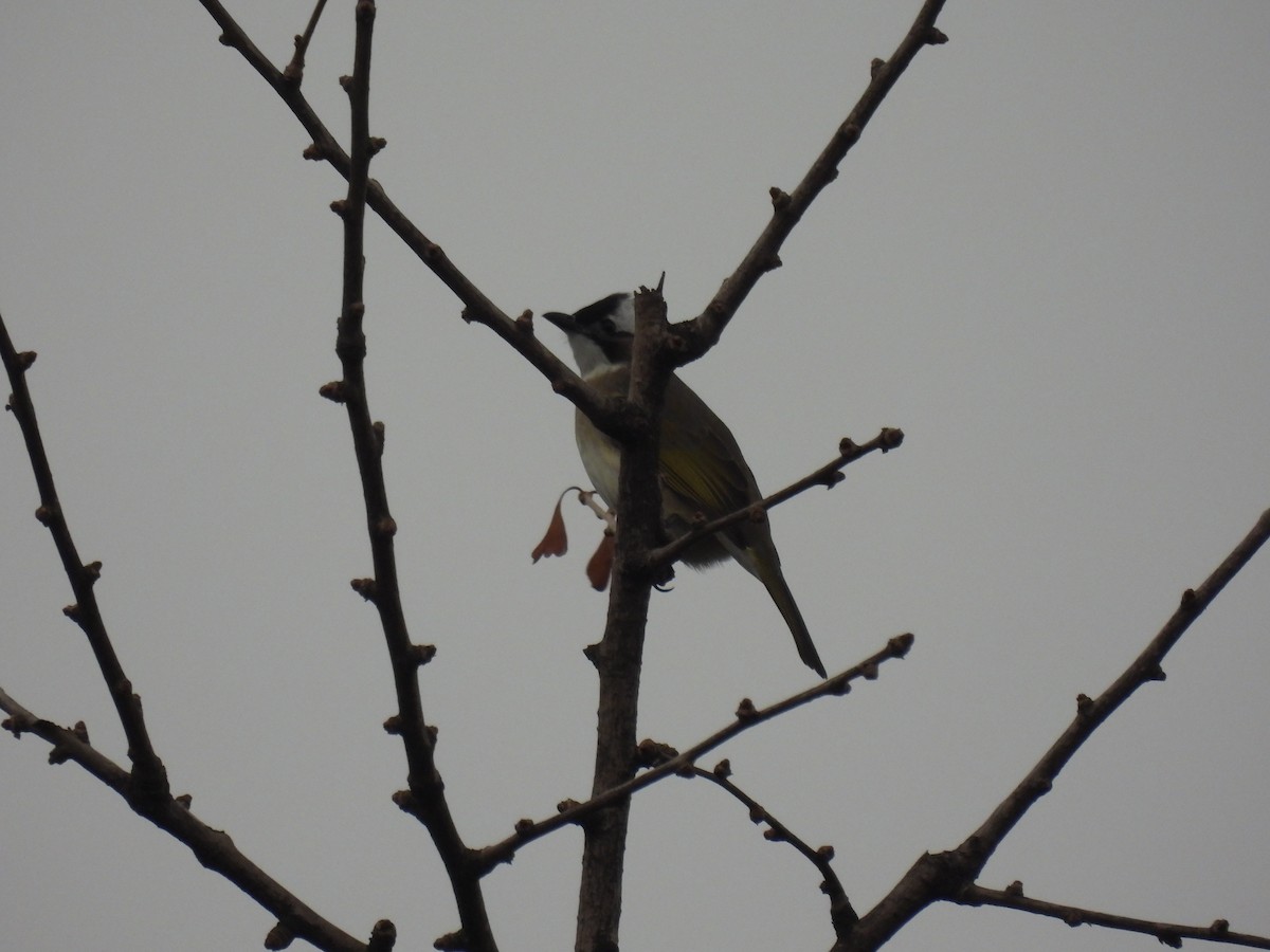 Light-vented Bulbul - Mike Coulson