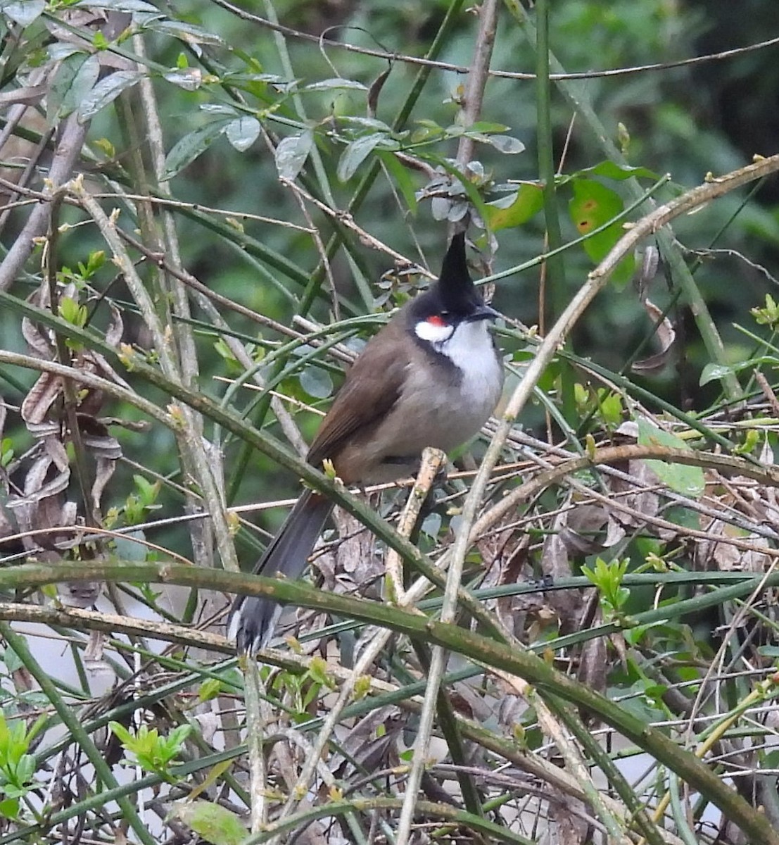 Red-whiskered Bulbul - Mike Coulson