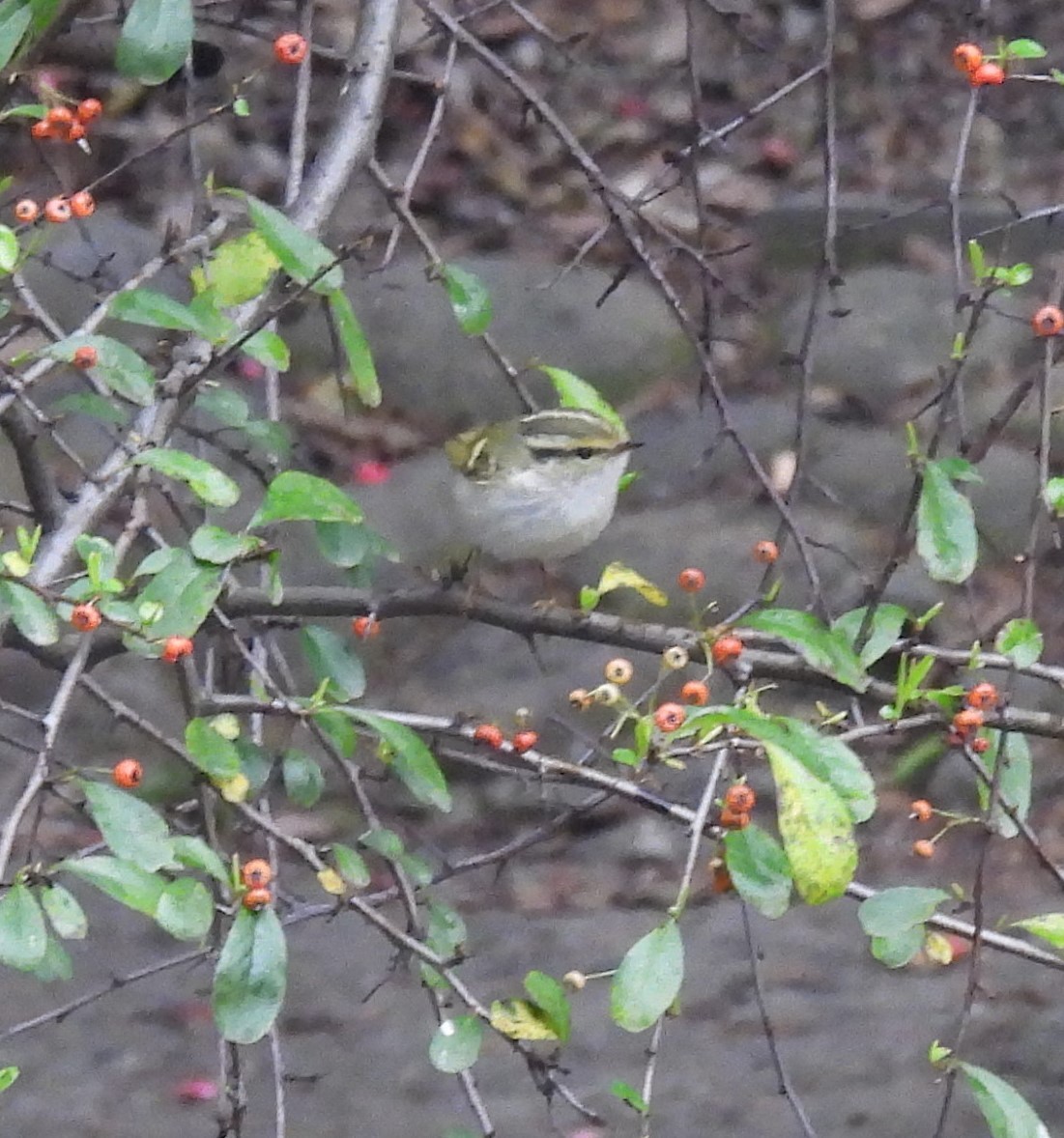 Pallas's Leaf Warbler - Mike Coulson