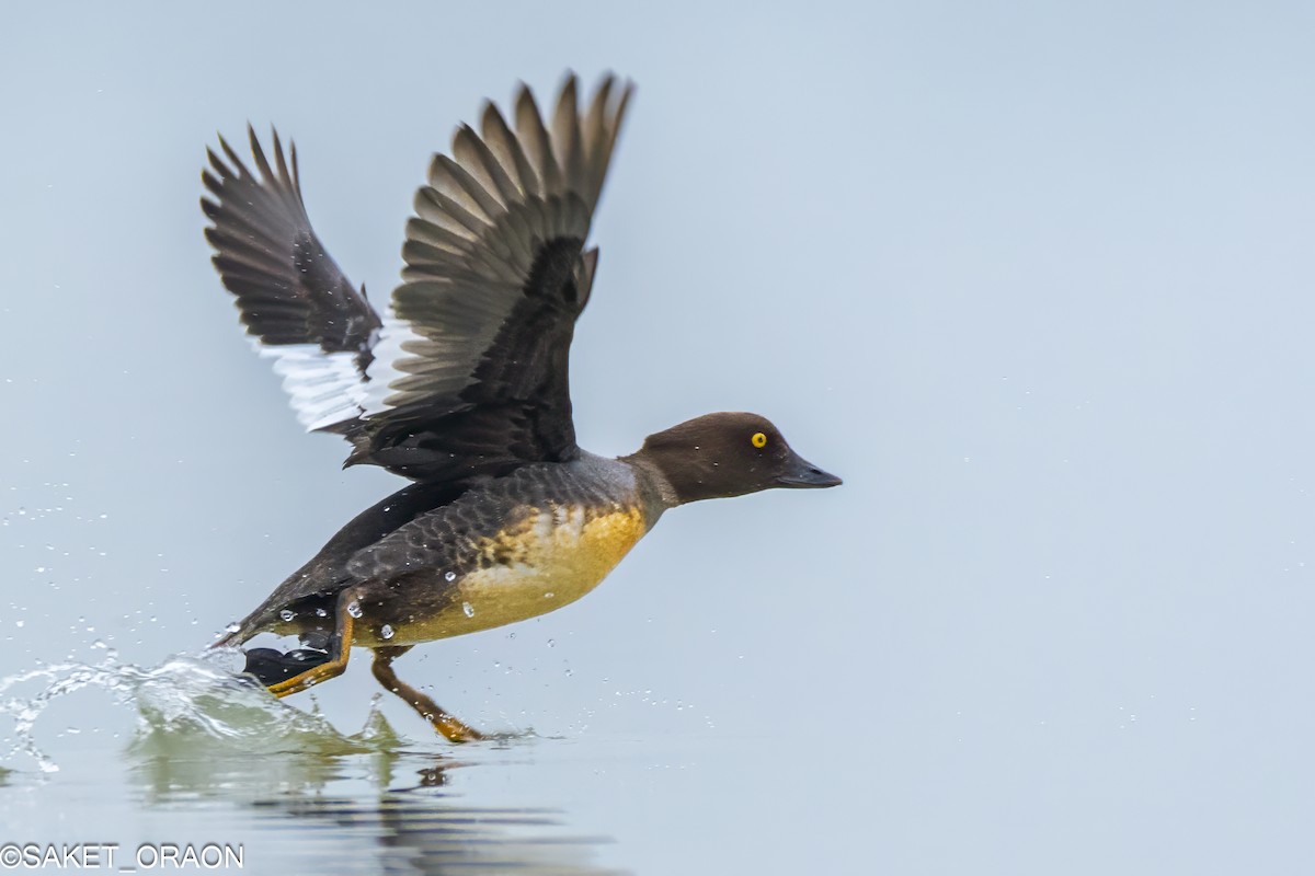 עבראש ירוק - ML615426490