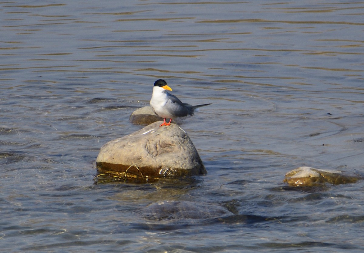 River Tern - ML615426494