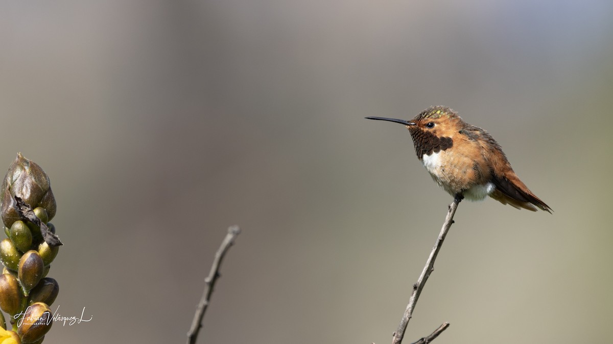 Colibrí de Allen - ML615426495