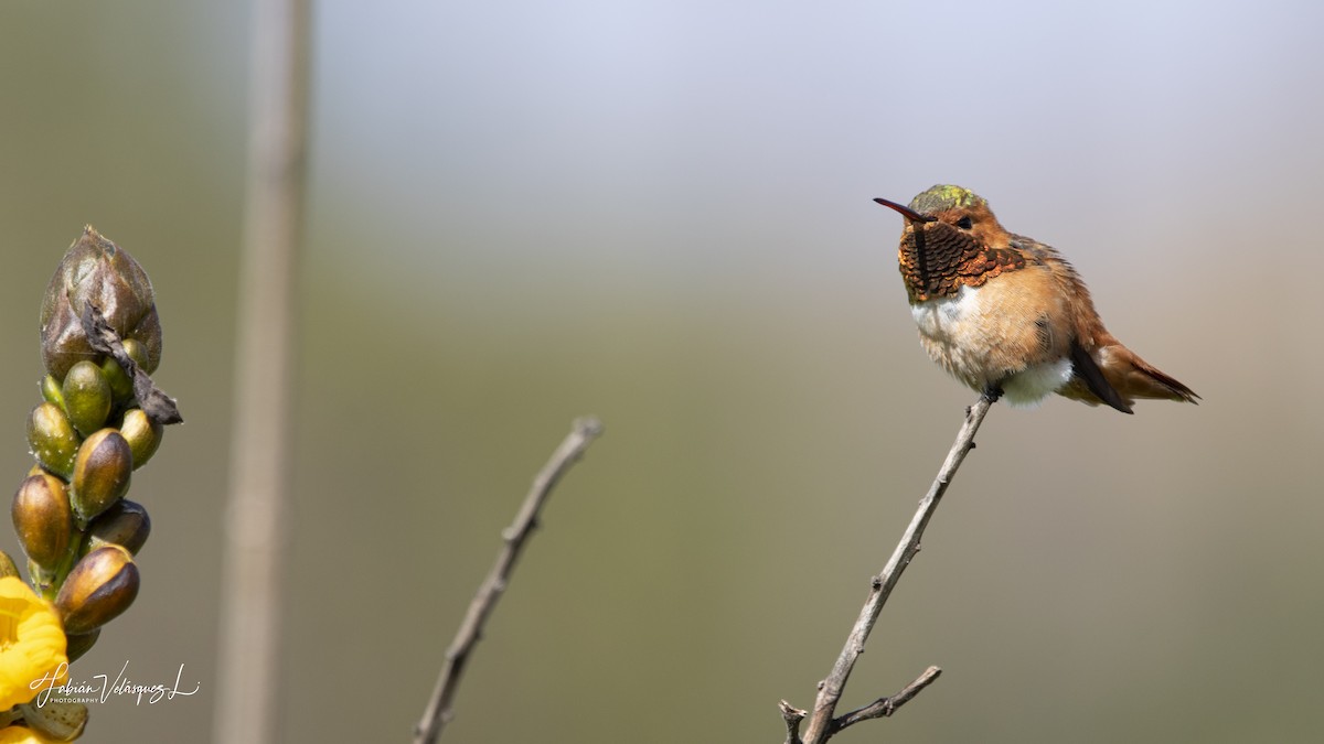 Allen's Hummingbird - ML615426496