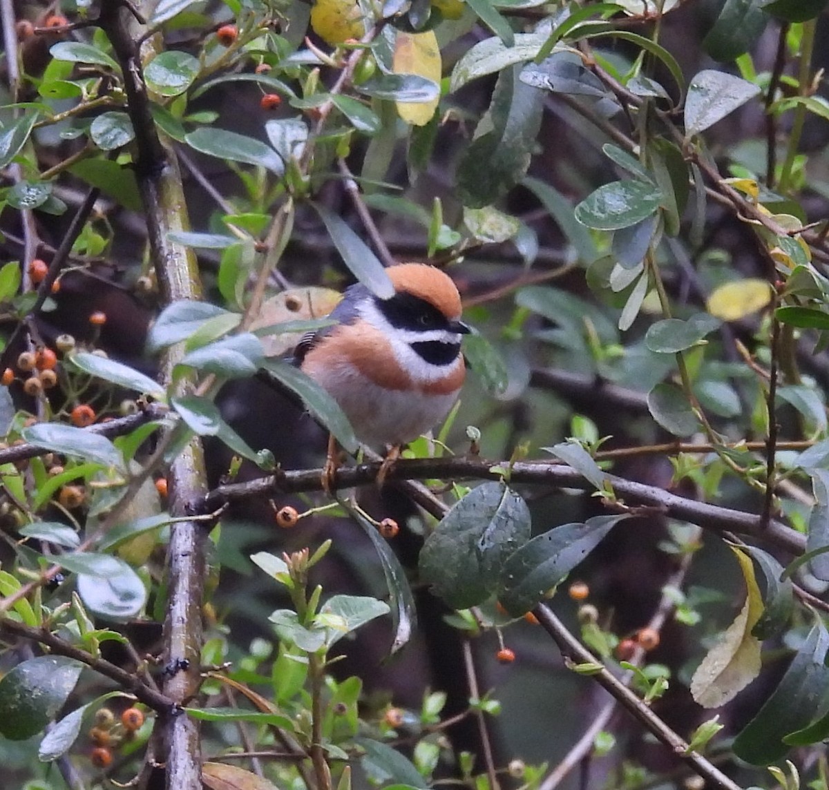 Black-throated Tit - Mike Coulson