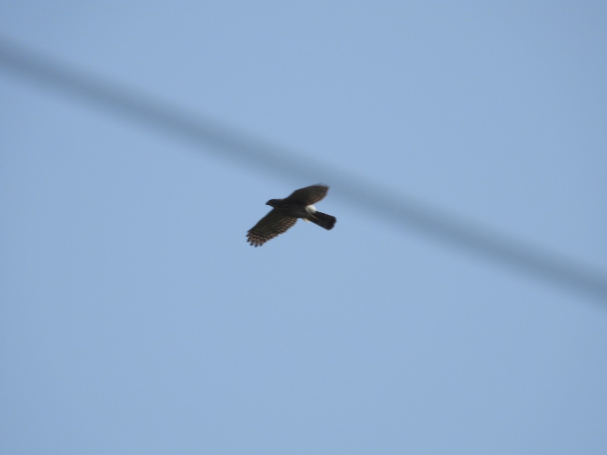 Crested Goshawk - 永樹 陳