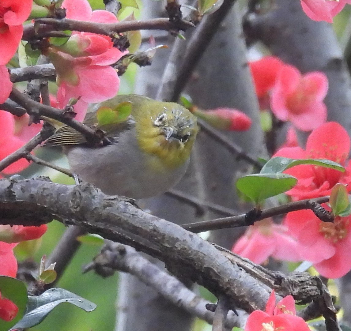 Swinhoe's White-eye - Mike Coulson