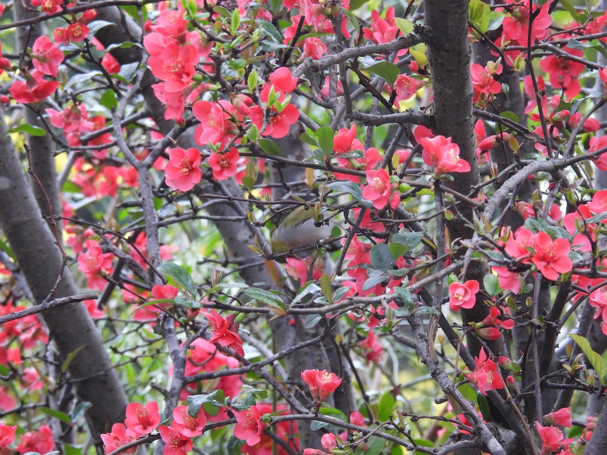 Swinhoe's White-eye - Mike Coulson