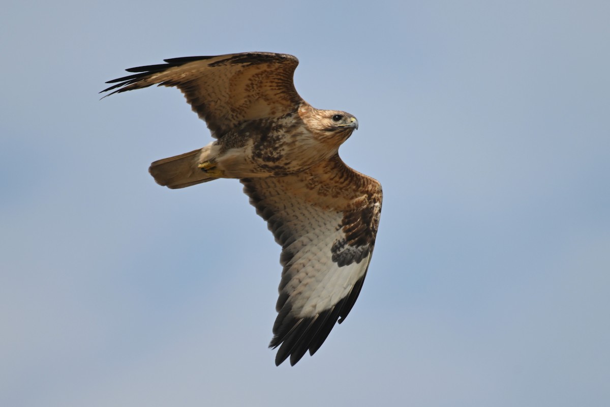 Eastern Buzzard - ML615426548