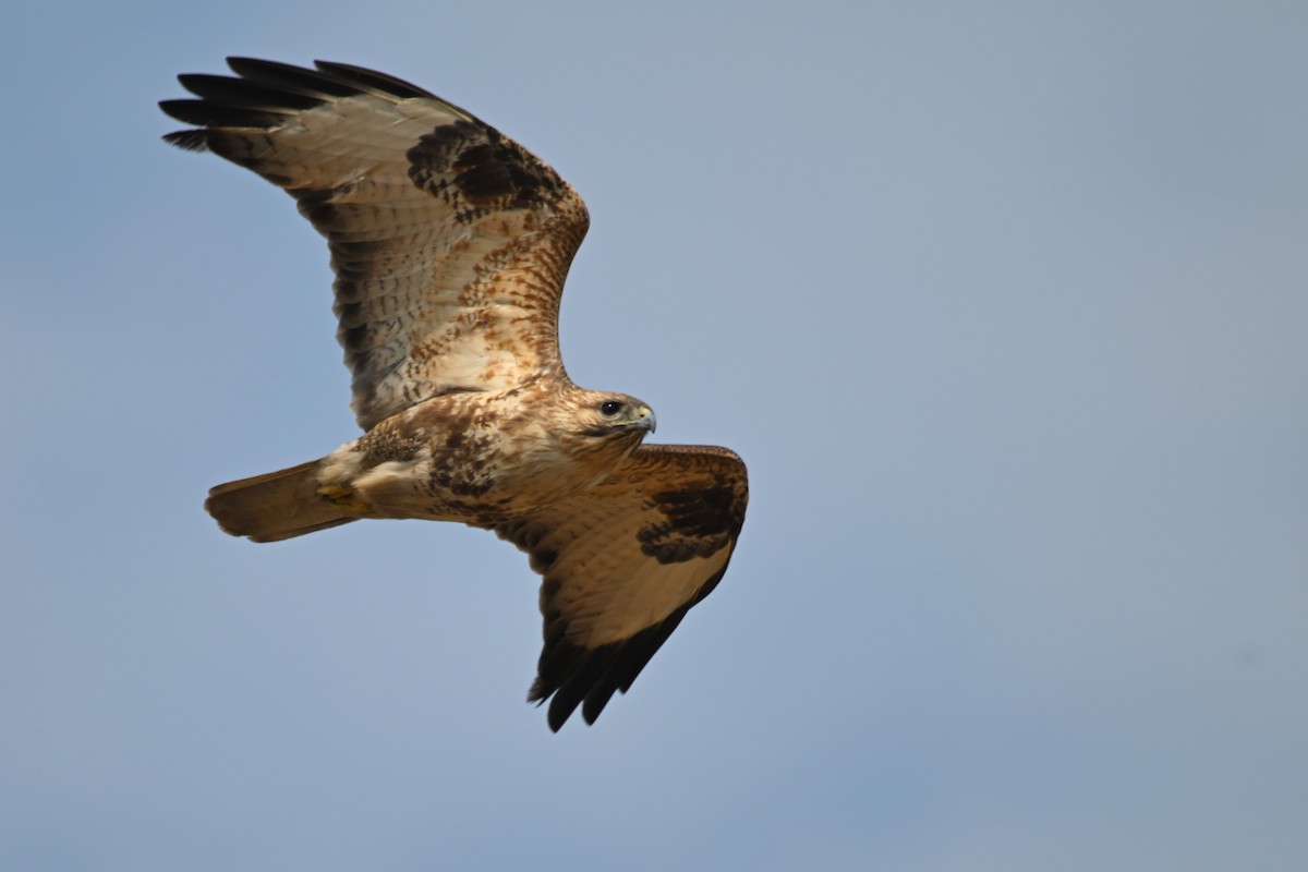 Eastern Buzzard - ML615426549