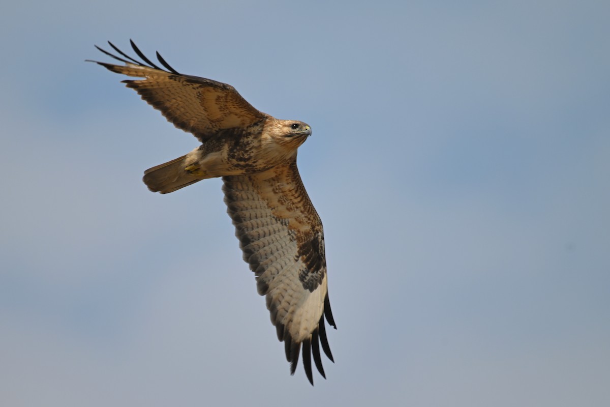 Eastern Buzzard - ML615426550