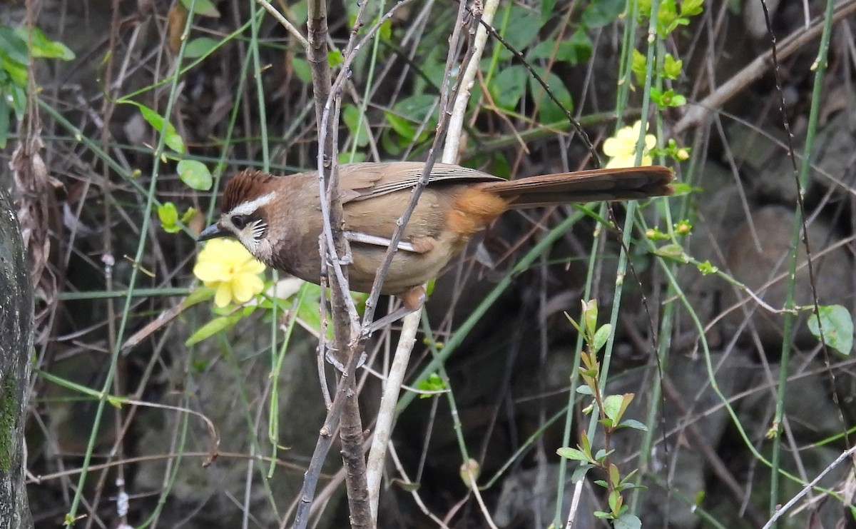 White-browed Laughingthrush - Mike Coulson