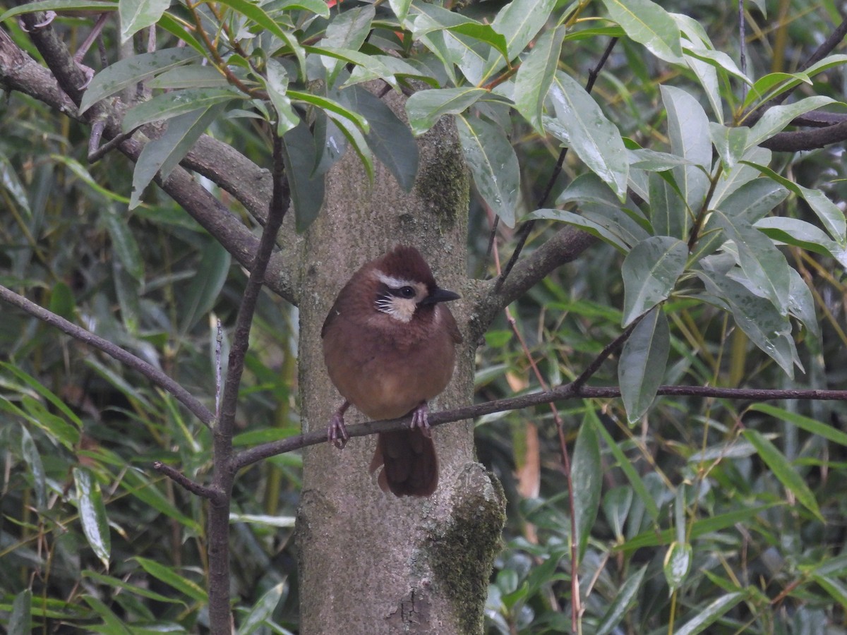 White-browed Laughingthrush - Mike Coulson