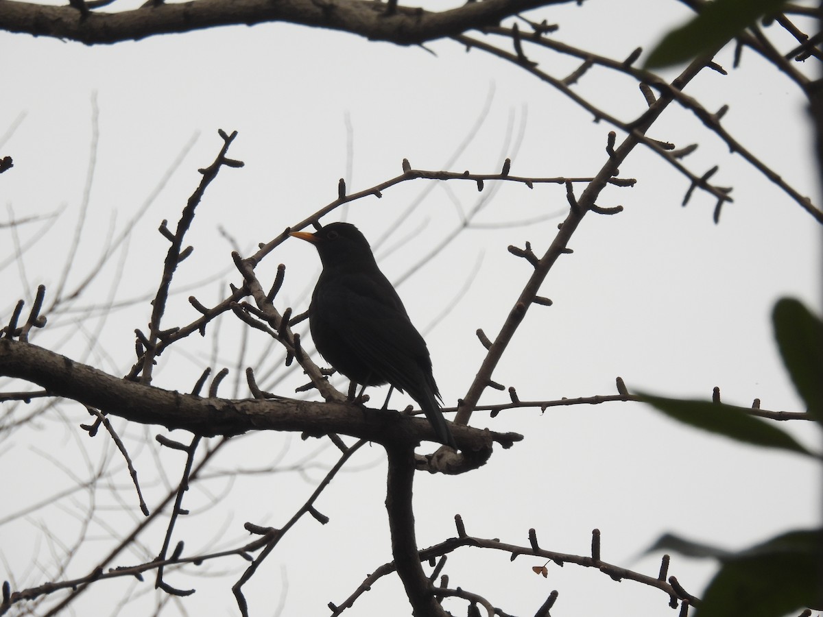 Chinese Blackbird - Mike Coulson