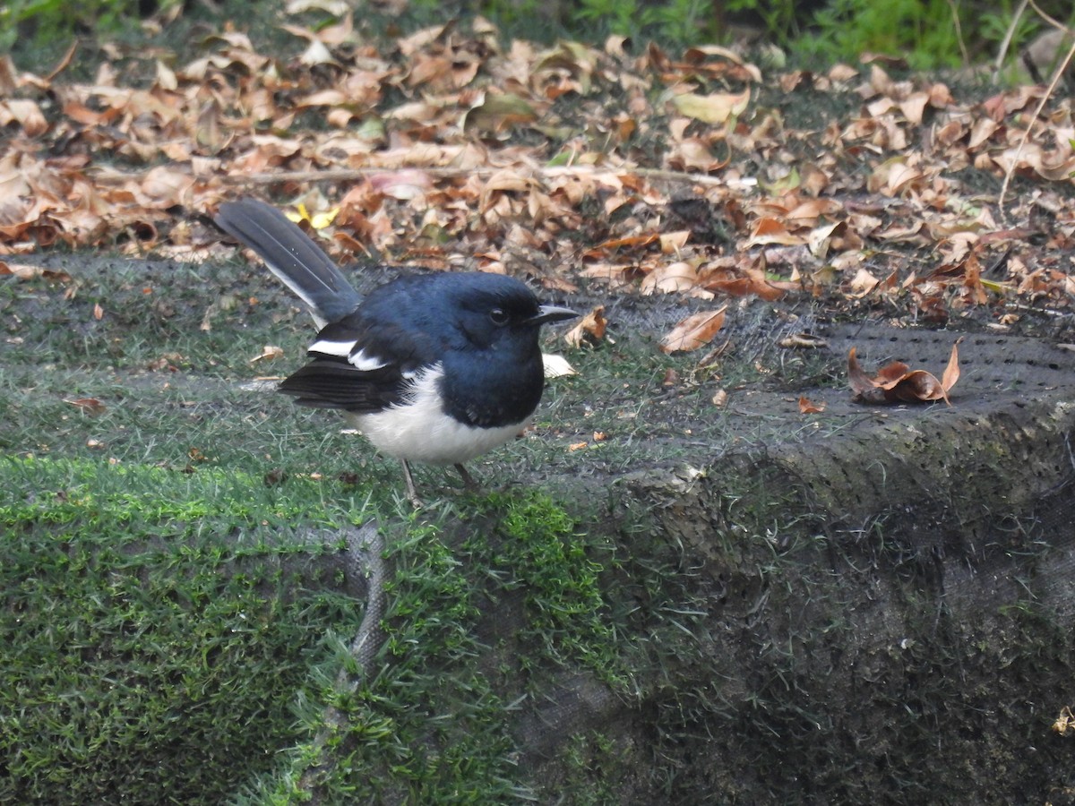 Oriental Magpie-Robin - Mike Coulson