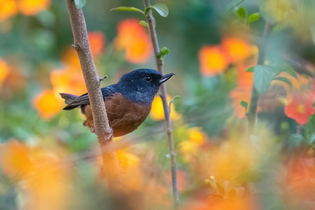 Cinnamon-bellied Flowerpiercer - ML615426599