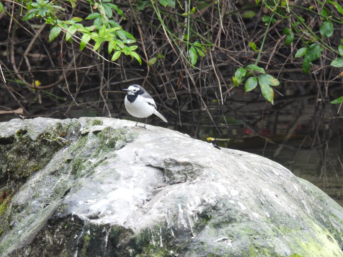 White Wagtail - Mike Coulson