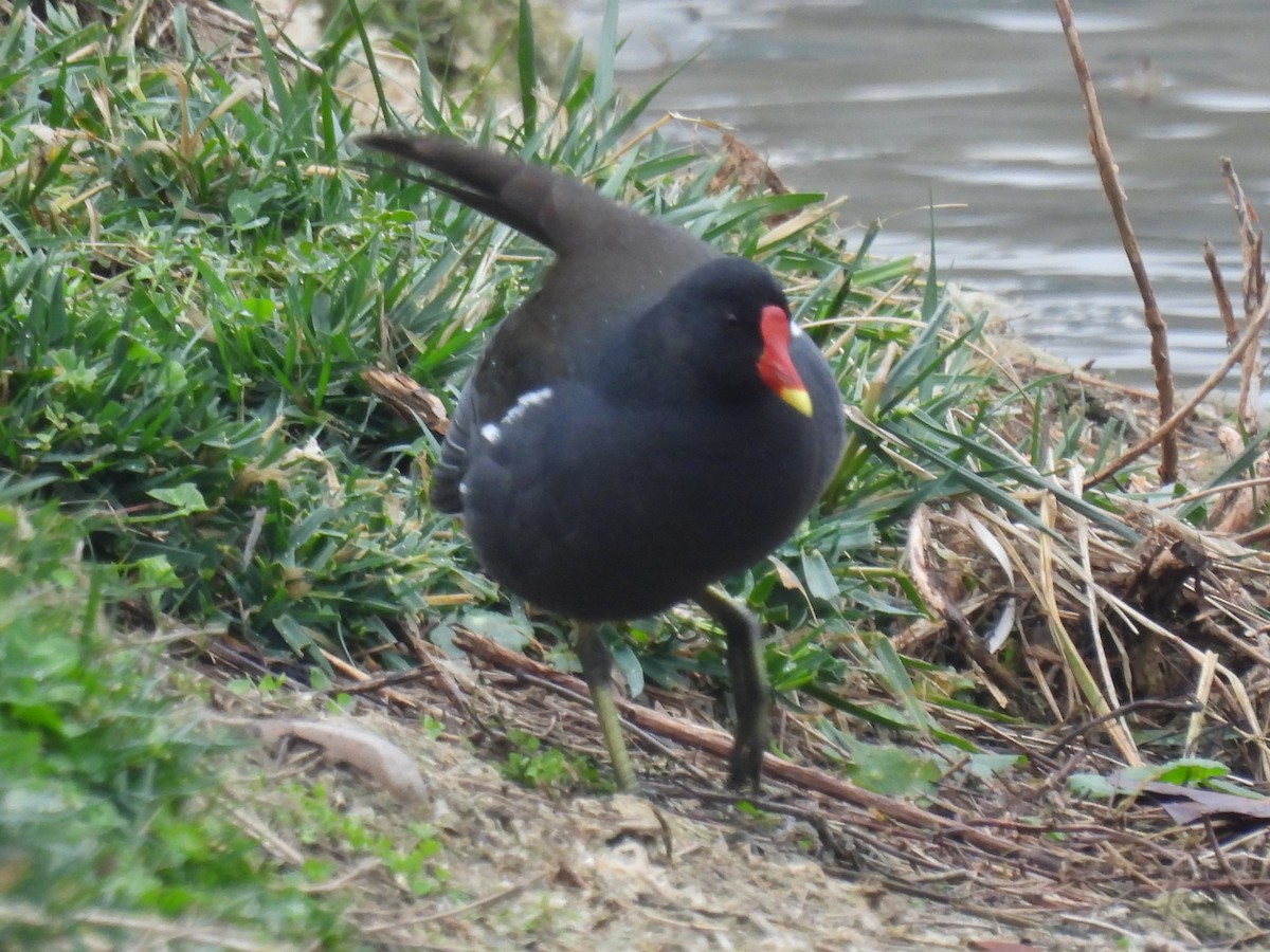 Eurasian Moorhen - Mike Coulson