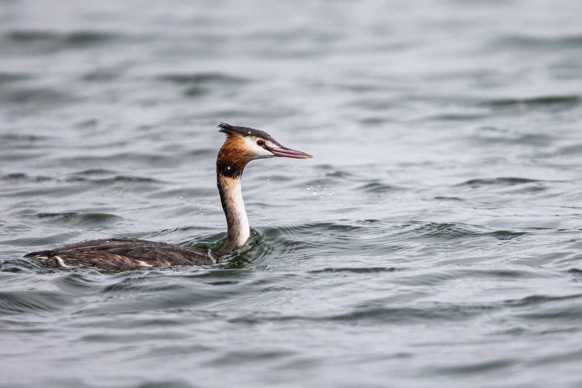 Great Crested Grebe - ML615426660