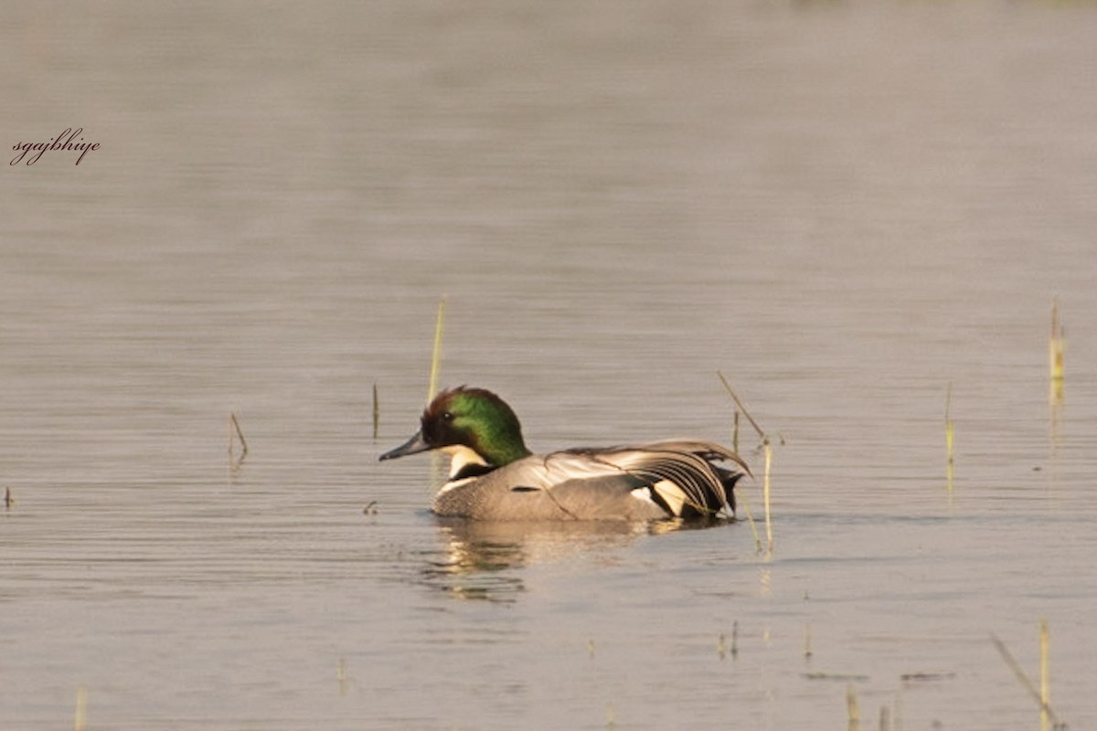 Falcated Duck - ML615426667