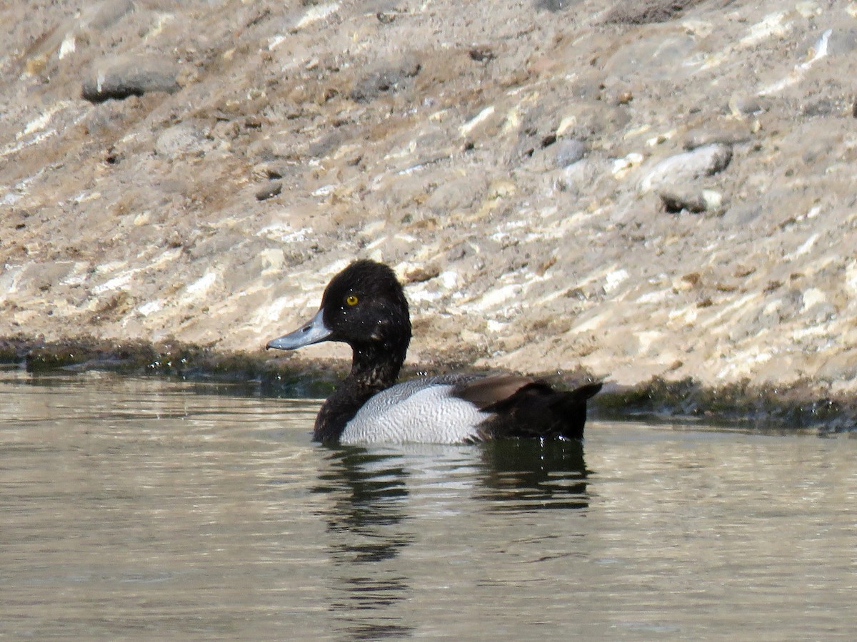 Lesser Scaup - ML615426672