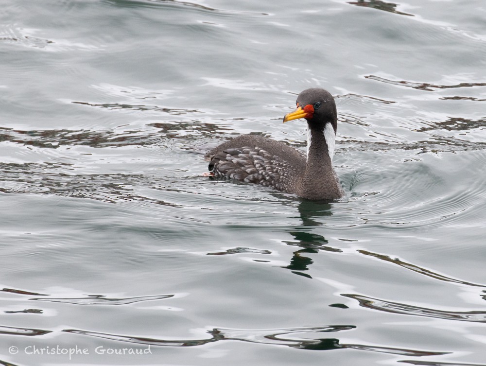 Red-legged Cormorant - ML615426700