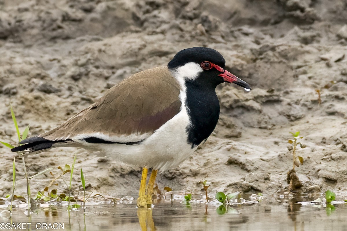 Red-wattled Lapwing - ML615426724