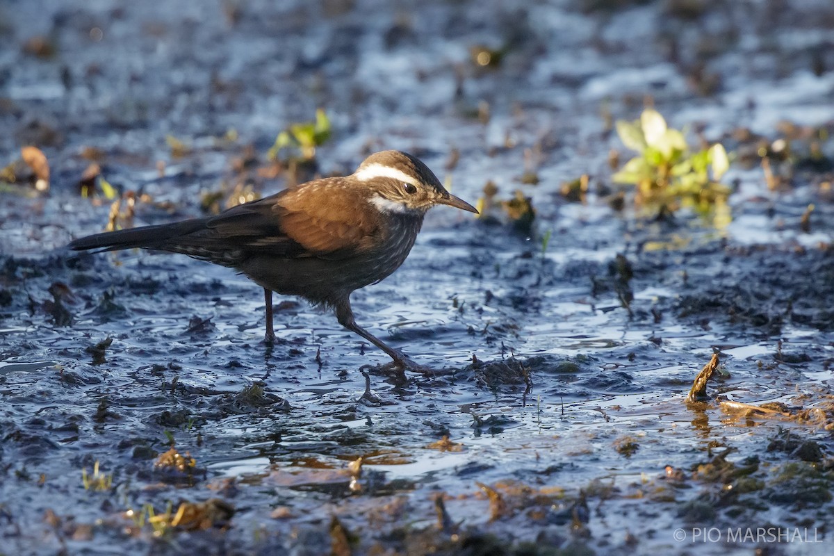 Dark-bellied Cinclodes - ML615426755