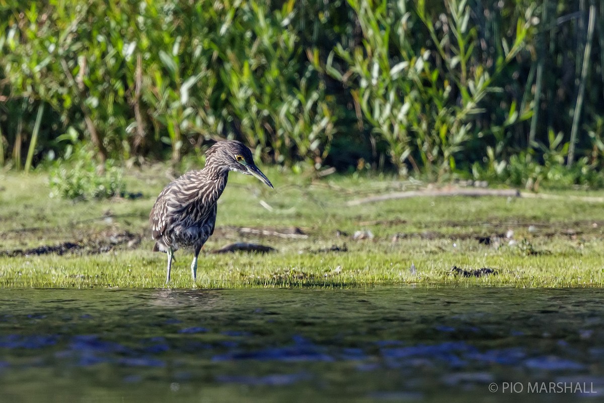 Black-crowned Night Heron - ML615426798