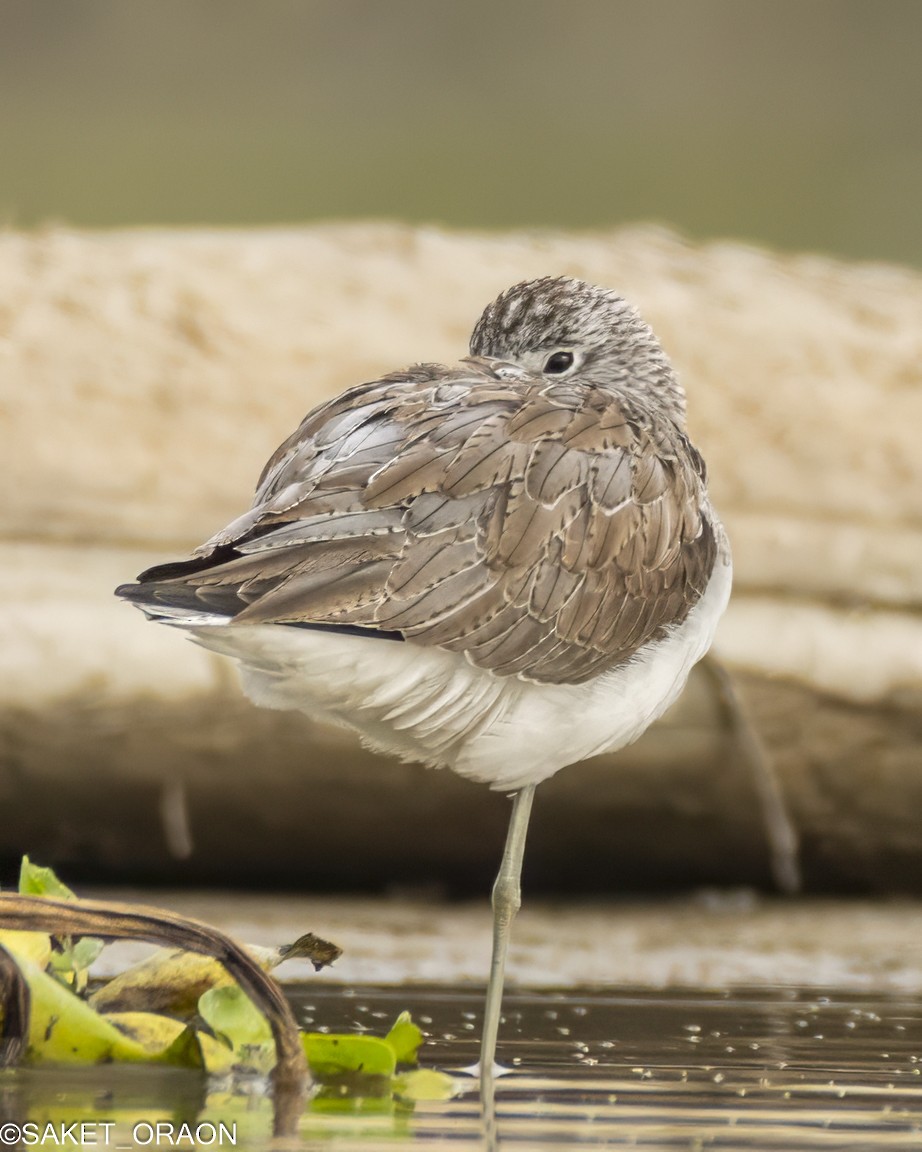 Common Greenshank - ML615426831