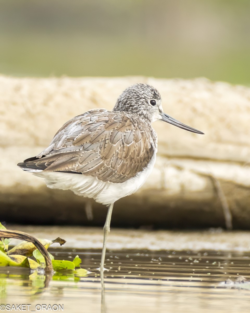 Common Greenshank - ML615426832