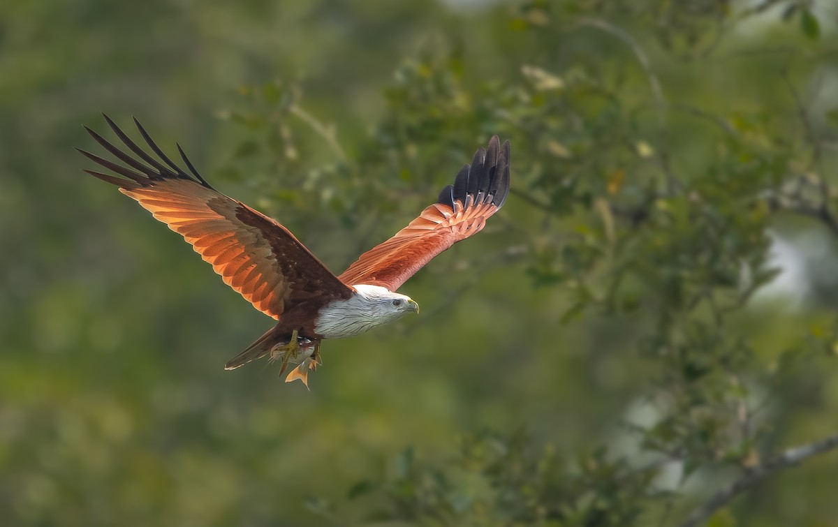 Brahminy Kite - Rahul Chakraborty