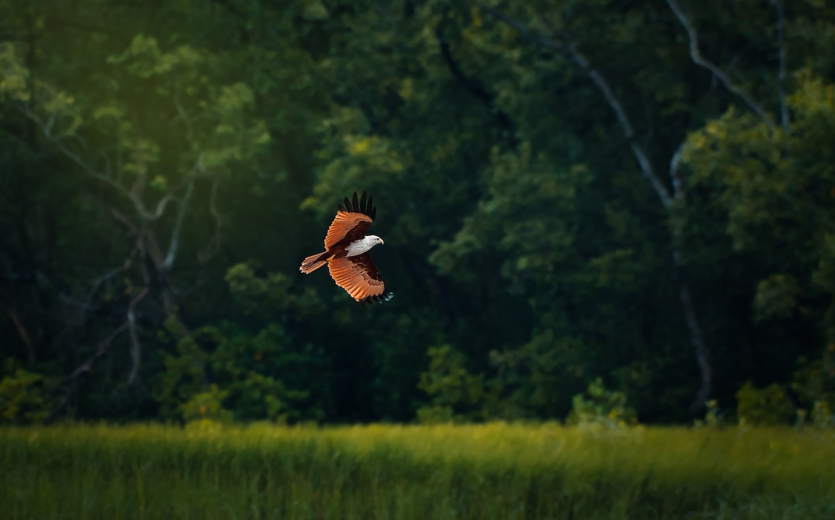 Brahminy Kite - ML615426863