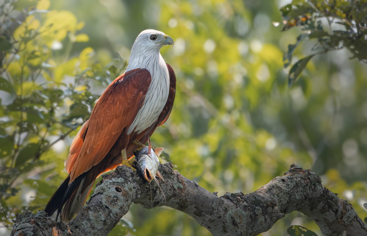 Brahminy Kite - ML615426864