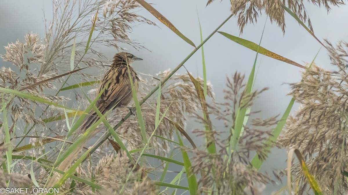 Striated Grassbird - Saket Oraon