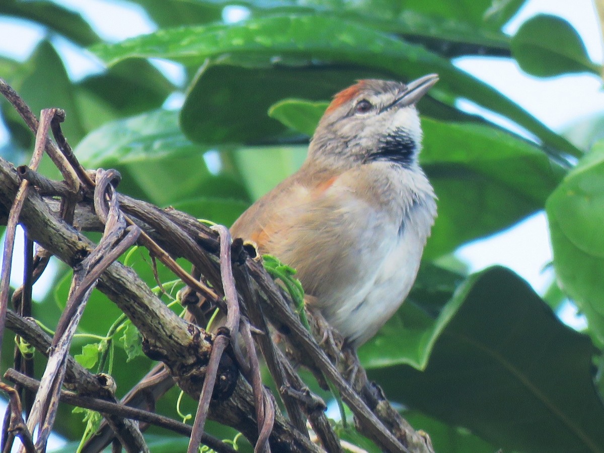 Pale-breasted Spinetail - ML615426873