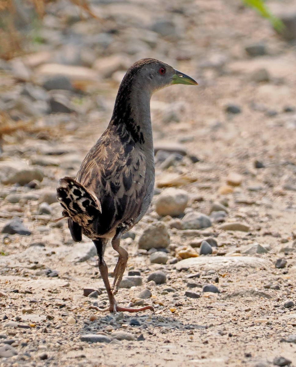 Ash-throated Crake - ML615426904