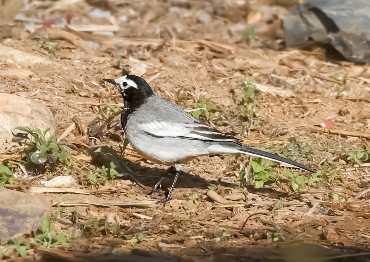 White Wagtail (Masked) - ML615426910