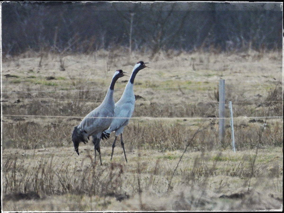 Common Crane - ML615426912