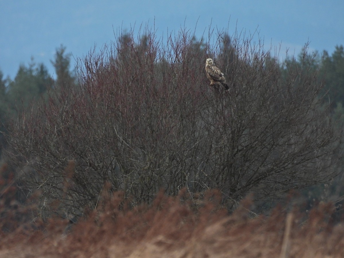 Rough-legged Hawk - ML615426920