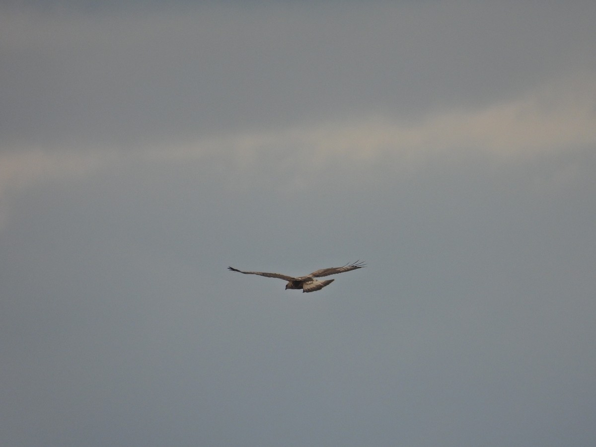 Rough-legged Hawk - ML615426921