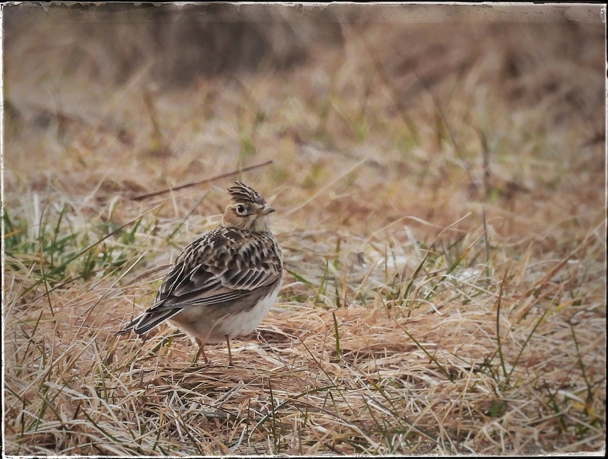 Eurasian Skylark - ML615426932